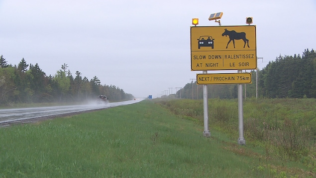Un panneau d'autoroute montre un orignal et une voiture, avertissant de ralentir le soir.