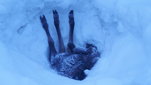 Vue sur des pattes d'orignal sortant d'un banc de neige. Vue sur des pattes d'orignal sortant d'un banc de neige.