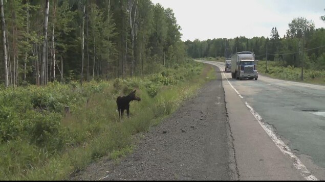 Un orignal sur le bord de la route. Un orignal sur le bord de la route.