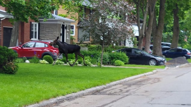 Traque à l’orignal dans les rues de Québec