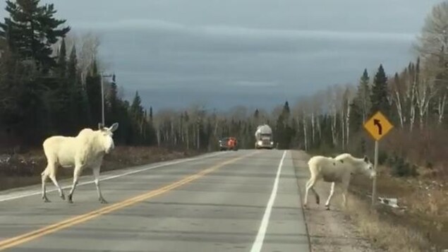 Deux orignaux blancs sur la route.