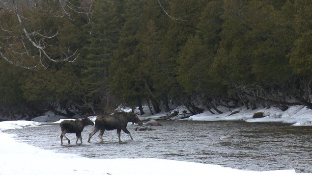 Une femelle orignal accompagné de son veau dans le parc national de la Gaspésie.