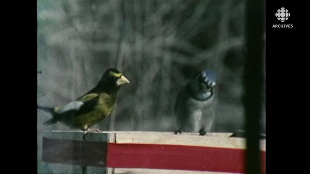 Ornithologie : mangeoires et arbres fruitiers pour attirer les oiseaux