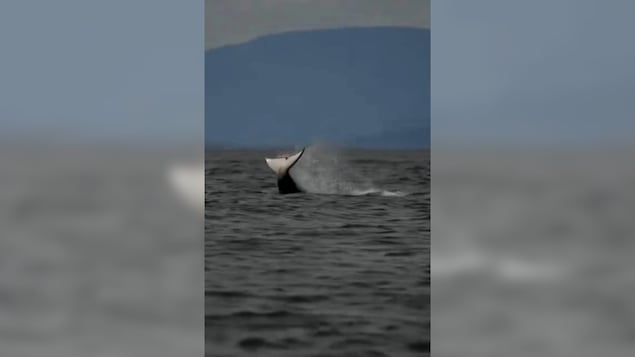 La nageoire caudale d'un épaulard qui sort de l'eau.