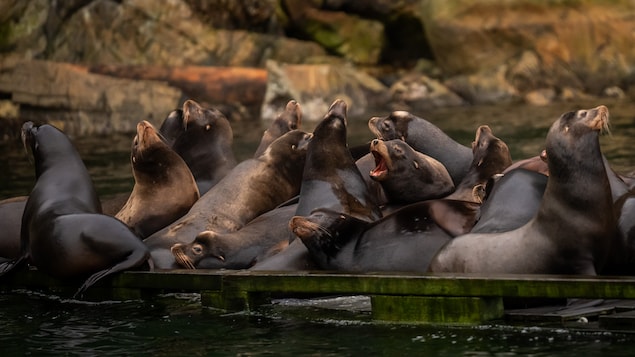 Des otaries sur une plateforme, à West Vancouver.