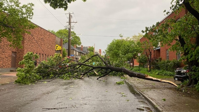 Un arbre déraciné devant une maison du quartier Stittsville, à Ottawa. 