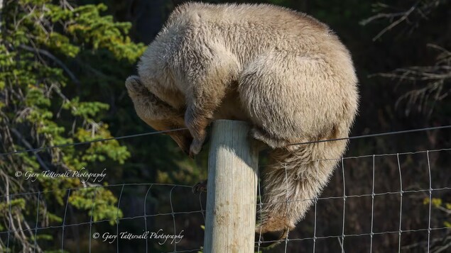 L'ourse 178 est perchée sur une clôture.