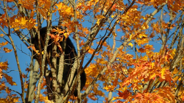 Un ours dans un arbre à l'automne. Un ours dans un arbre à l'automne.