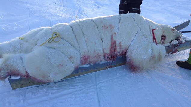 L'ours blanc mort attaché sur un traîneau L'ours blanc mort attaché sur un traîneau
