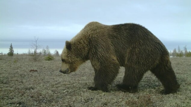 Les grizzlis sont de plus en plus présents dans le nord du Manitoba