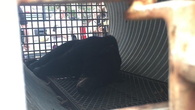 Un ours endormi dans une cage de transport. Un ours endormi dans une cage de transport.