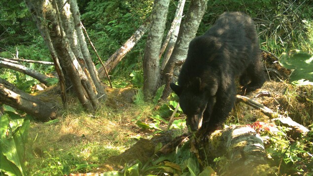 Une étude démontre l’importance des aires protégées pour les animaux sauvages