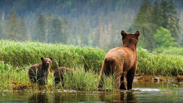 Deux jeunes oursons et un ours adulte debout dans l'eau dans une forêt. Deux jeunes oursons et un ours adulte debout dans l'eau dans une forêt.