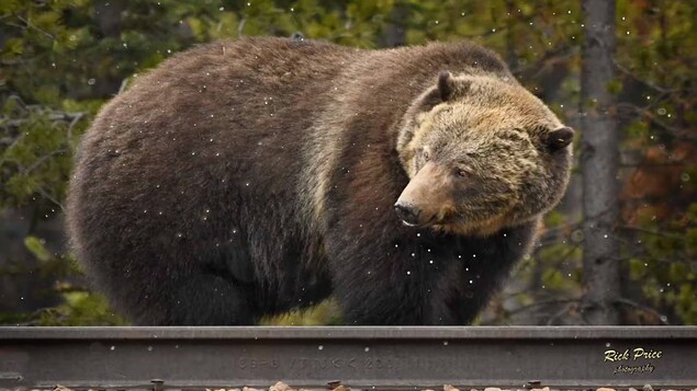 Un gros grizzly près d'un rail de chemin de fer, dans le parc national Banff en avril 2019.