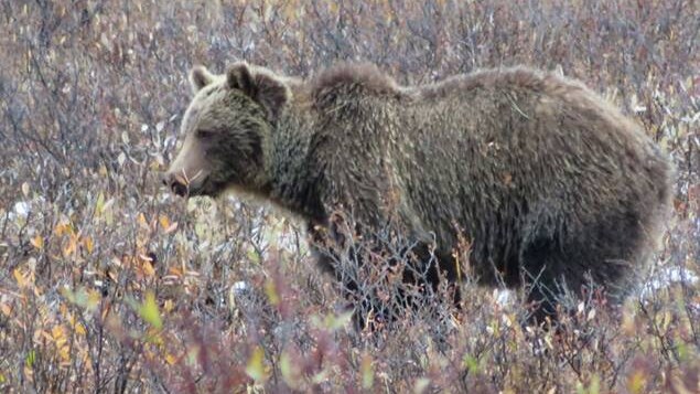 Une femelle grizzly enceinte.
