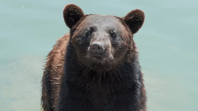 Marineland accusé pour le traitement de ses ours