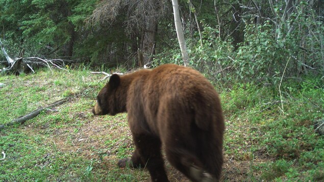 Près de Whitehorse, une faune parfois surprenante bien surveillée