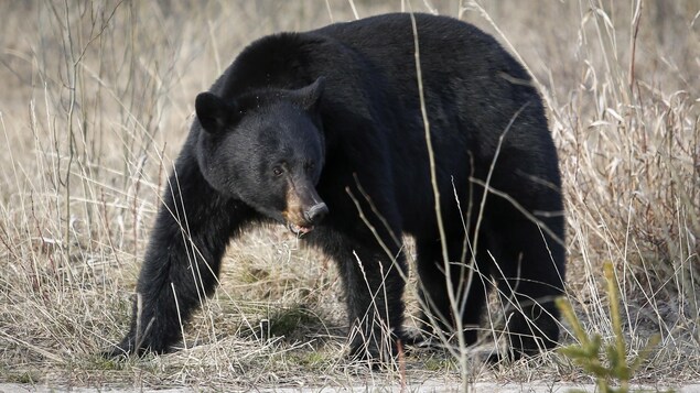 Un ours noir dans un champ d'herbes hautes séchées.