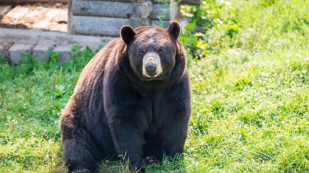 Un ours noir assis dans l'herbe.