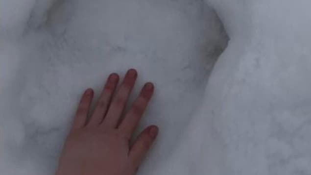 Attention aux ours polaires à Terre-Neuve-et-Labrador, disent les autorités