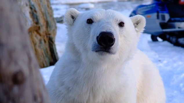 Un ours polaire aperçu en Haute-Gaspésie