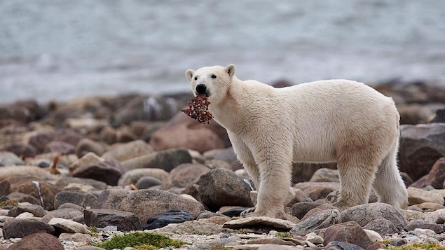 Le Manitoba veut faire de l’ours polaire l’un de ses emblèmes