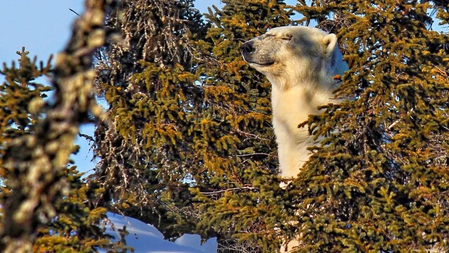 Un ours polaire a été aperçu sur une île à proximité du village de Saint-Augustin et de la communauté innue de Pakuashipi, en Basse-Côte-Nord.