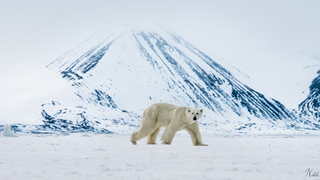 Ottawa dit oui à la North Pole Race à Québec dès 2023