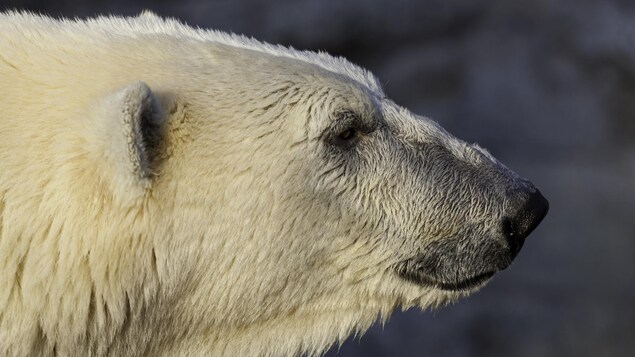 Une population d’ours polaires distincte découverte au Groenland