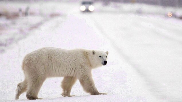 Un homme a été tué par un ours au Nunavut.