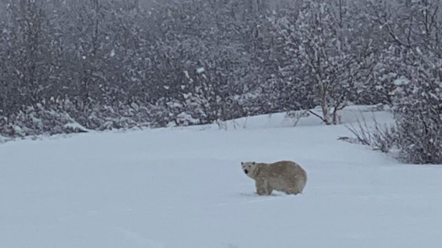 On aperçoit l'ours au loin dans la neige. 