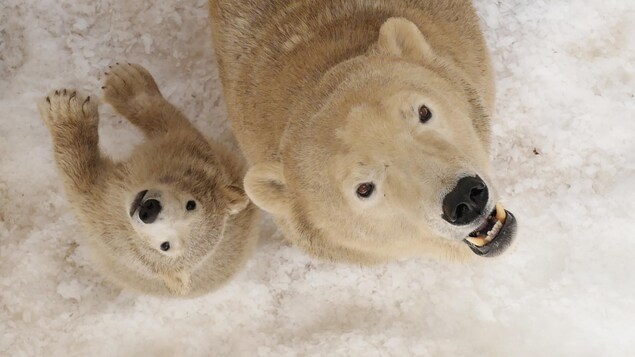 Une femelle ours blanc et son ourson.