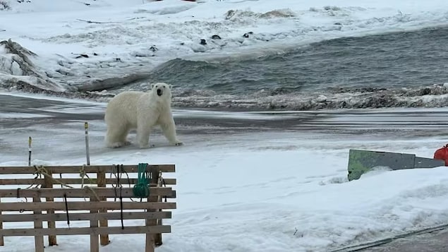 Des ours polaires aperçus dans le nord de Terre-Neuve et au sud du Labrador