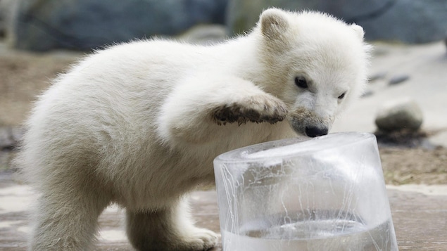 Un bébé ours polaire n'ose pas poser sa patte sur un bloc de glace.