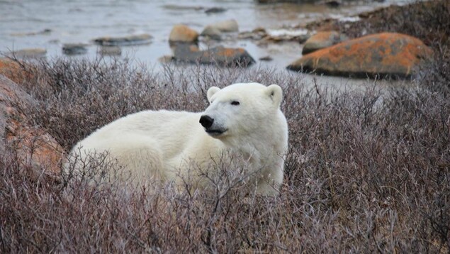 Un ours polaire dans la toundra dans la région de Churchill. Un ours polaire dans la toundra dans la région de Churchill.