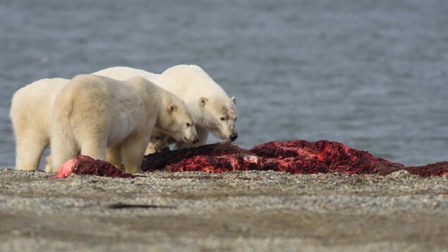 Trois ours polaires se nourrissent de la carcasse d'une baleine boréale. Trois ours polaires se nourrissent de la carcasse d'une baleine boréale.