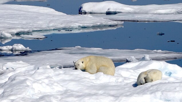Ours polaires dans le Grand Nord, au Nunavut
