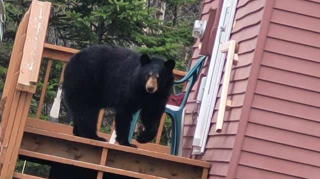 La présence d’ours près des résidences inquiète dans le coin de Beresford