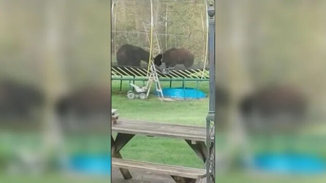 Deux ours noirs imitent des lutteurs sur un trampoline