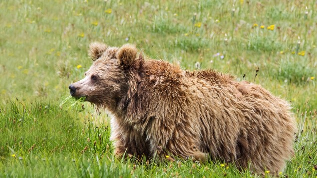Un ours Isabelle (Ursus arctos isabellinus) observé dans le parc national Deosai, au Pakistan Un ours Isabelle (Ursus arctos isabellinus) observé dans le parc national Deosai, au Pakistan