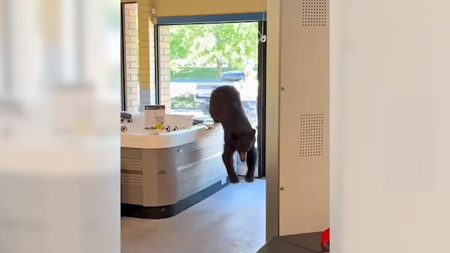 Un ours saute d'un Jacuzzi.
