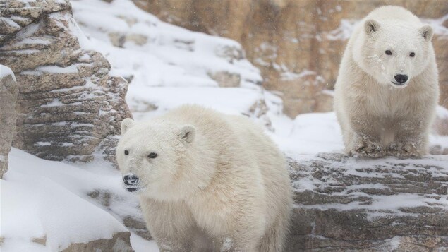 Les deux jeunes ours polaires Eli et York au zoo de Winnipeg Les deux jeunes ours polaires Eli et York au zoo de Winnipeg