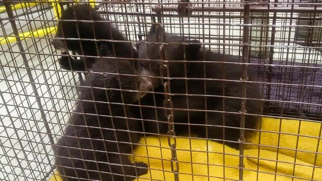 Image des trois oursons dans une cage