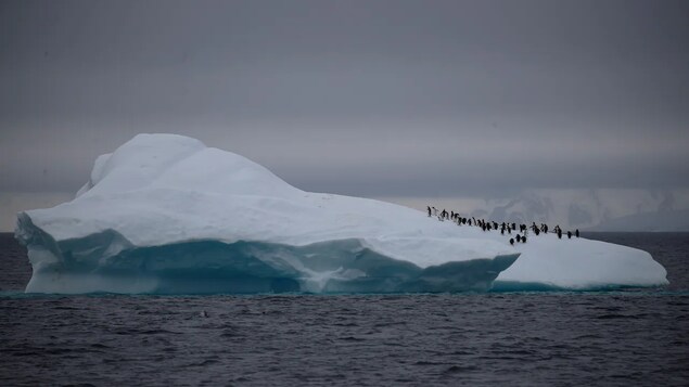 Mga penguin na naglalakad sa ibabaw ng iceberg.