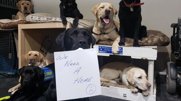 Plusieurs chiens sont couchés et l'un d'entre eux tient par la gueule une affiche déclarant qu'ils ont besoin d'une maison.