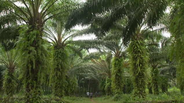 Plantation de palmiers produisant l'huile de palme
