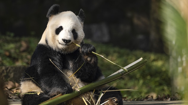 Un panda géant de Chengdu mange du bambou.