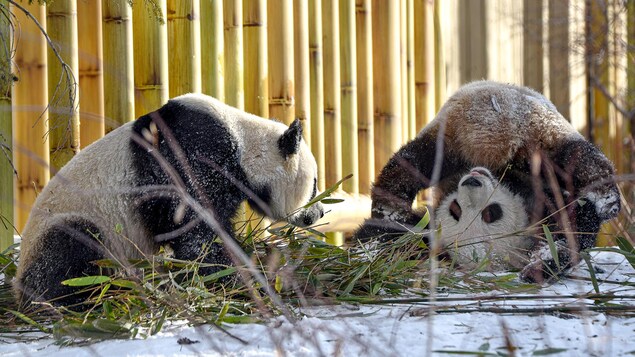 Deux jeunes pandas.