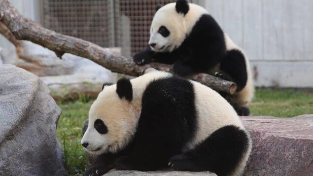 Un panda grimpe sur un rocher, un autre grimpe sur une branche d'arbre.
