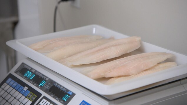 Des filets de pangasius sur une balance.